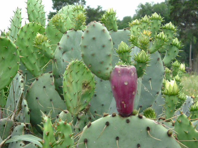 cactus plant